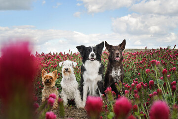 Four dogs are sitting in crimson clover. It was so tall so he must jump.