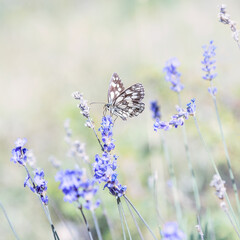 Papillon Demi-Deuil sur la lavande en Provence, France. Macrophotographie.