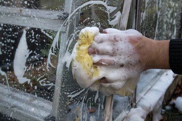 Man washes the inside of a greenhouse conservatory glass windows with a soapy sponge.