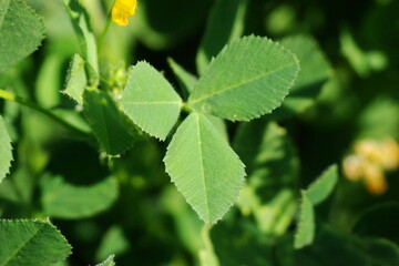 Sickle Alfalfa (Medicago falcata)