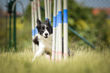 border collie in agility slalom on privat training. Amazing day with czech agility team.