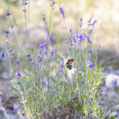 Papillon Moro-sphinx sur la lavande en Provence, France. Macrophotographie.