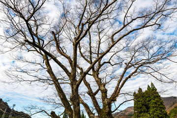 山麓国道脇で風雪に耐えてきた欅の古木