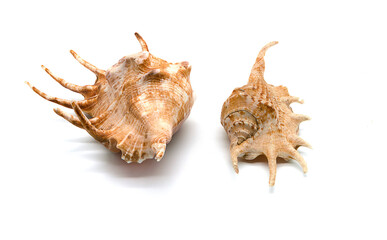 two seashells on a white background