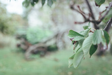 Leaf with lots of out of focus area