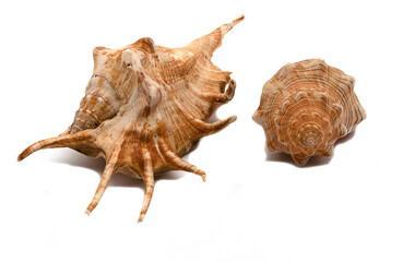 two seashells on a white background