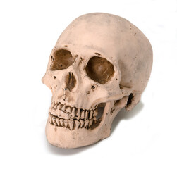 human skull on white background