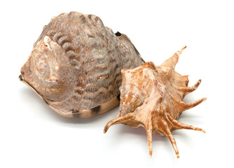 two seashells on a white background