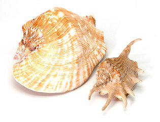 two seashells on a white background