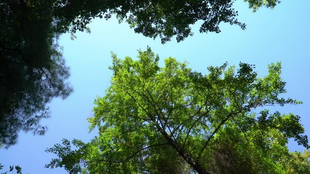 Lush greenery and trees in the forest.Wild natures shades of green. Foliage on trees. Green leafes through sun rays .Beautiful landscape of nature.