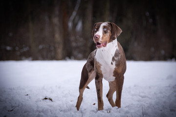Catahoula Leopard Dog is standing under the pine in snow. he is so happy outside. Dogs in snow is nice view
