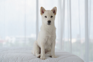 portrait of pedigree pure breed japanese dog shiba inu action on bed