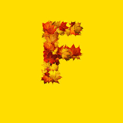 Colorful autumn leaves isolated on yellow background as letter F.