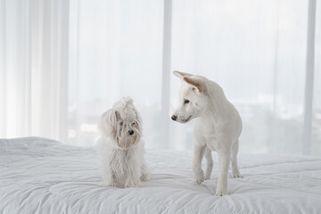 portrait of two little small white dog puppy playing together on bed
