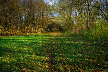 Obraz premium Narrow, almost invisible path through an archway of trees in the autumn sunlight