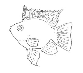 Apistogramma Aquarium butterfly Fish is a stylized Vector Image hand drawn in a sketch style and black line on a white background. vector isolated element of a contour fish for the design template. wo