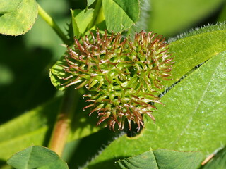 Bur Clover (Medicago polymorpha)