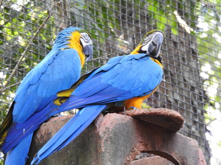 the birds