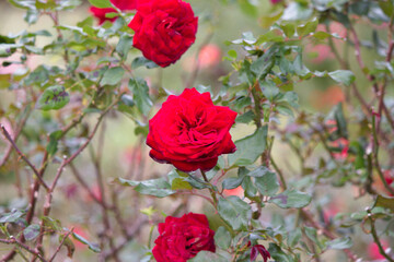 道端に咲く赤色の薔薇の花。秋。
Red rose flower that blooms in autumn.
Flowers blooming on the roadside.