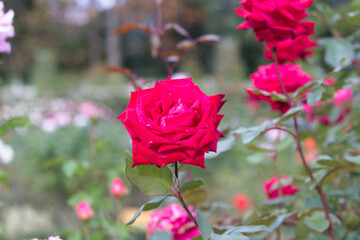 道端に咲く赤色の薔薇の花。秋。
Red rose flower that blooms in autumn.
Flowers blooming on the roadside.