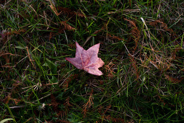 red maple leaf