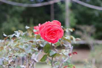 道端に咲く赤色の薔薇の花。秋。
Red rose flower that blooms in autumn.
Flowers blooming on the roadside.