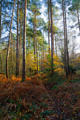 Narrow footpath leads between tall pine trees in the late afternoon autumn sun