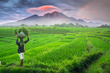 Landscape view beauty morning indonesia, farmers who are walking home with natural views of rice fields and mountains in north bengkulu, indonesia