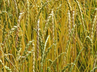 Gertreide, Feld, Ernte