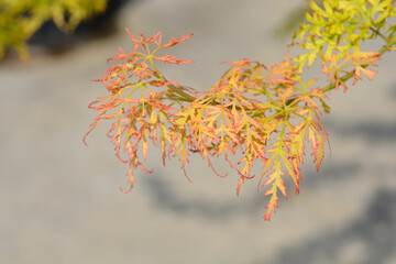 Japanese Maple Viridis