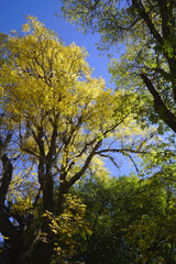 Fototapeta premium autumn in the park