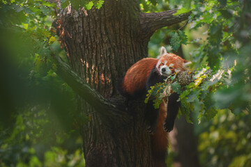 Red panda (Ailurus fulgens) sleeping on a branch high in the crown of a oak tree. - Powered by Adobe
