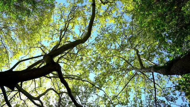 Lush greenery and trees in the forest.Wild natures shades of green. Foliage on trees. Green leafes through sun rays .Beautiful landscape of nature.