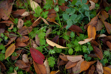 autumn leaves on the ground