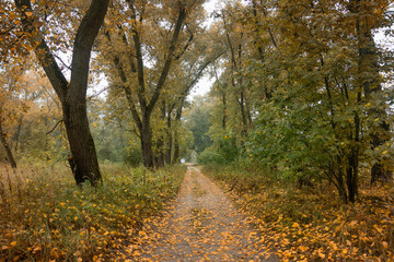 Early foggy morning in the park. Gomel, Belarus.