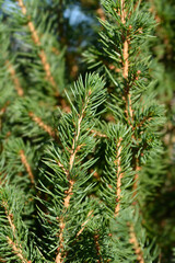 Dwarf Alberta spruce Conica December