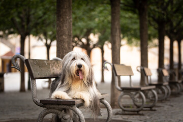 Bearded collie  is lying on bench. Dog is in city center in Prague.