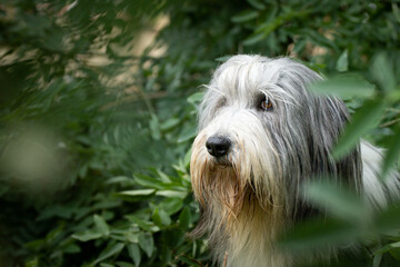Bearded collie is sitting in bush in city center in Prague.