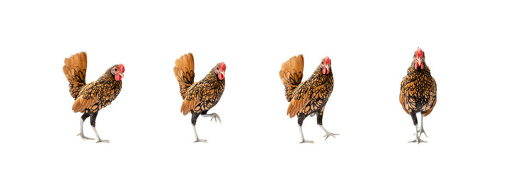 Four isolated Brown SeBright Chicken on the white background in studiolight