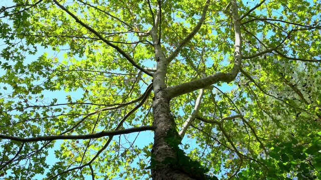 Lush greenery and trees in the forest.Wild natures shades of green. Foliage on trees. Green leafes through sun rays .Beautiful landscape of nature.