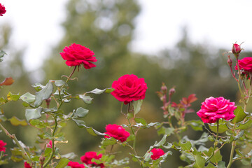 道端に咲く赤色の薔薇の花。秋。 Red rose flower that blooms in autumn. Flowers blooming on the roadside.