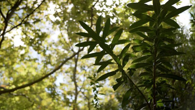 Lush greenery and trees in the forest.Wild natures shades of green. Foliage on trees. Green leafes through sun rays .Beautiful landscape of nature.