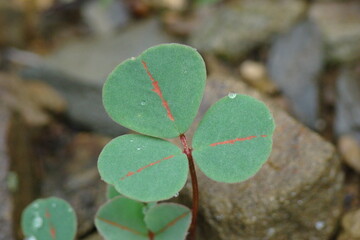 Plant (Melilotus sp.)