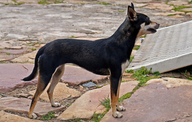 Mutt dog on public square, Tiradentes, Minas Gerais, Brazil 