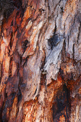 the texture of a tree