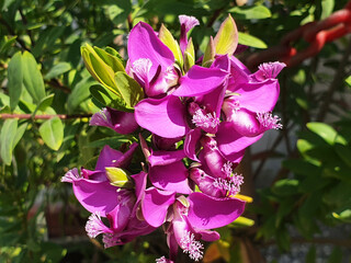 Purple flowers Polygala myrtifolia blooming on a bush.