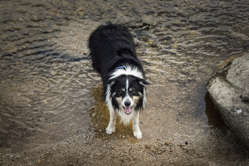Border collie is standing on the stones  in water. He is so crazy happy dog on the trip.