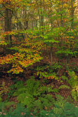 Autumn foliage in lush autumn woods.