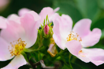 
delicate wild rose flowers, bud with green leaves, close-up. bokeh background