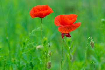 
red field poppies on a green background. bright flowers in green grass for background